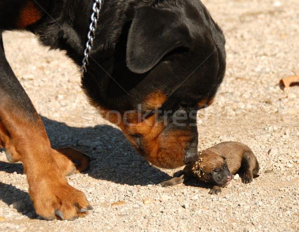 Rottweiler giovani cucciolo cuccioli pastore belga animale Foto d'archivio © cynoclub