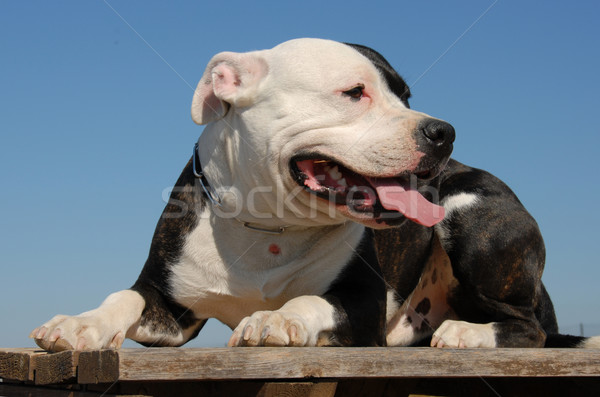 Portré gyönyörű fajtiszta staffordshire terrier kutya fogak Stock fotó © cynoclub