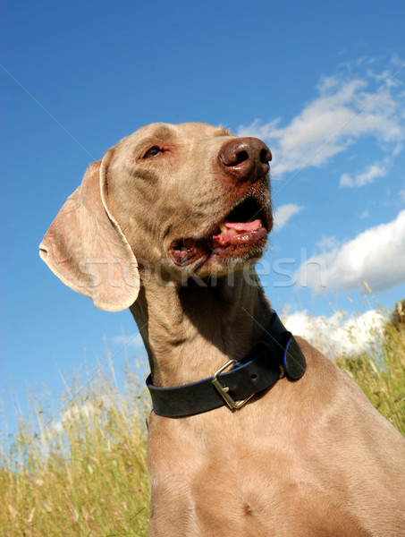 weimaraner Stock photo © cynoclub