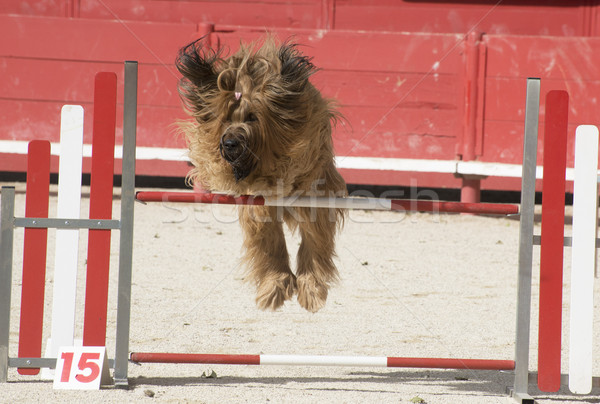 Stock foto: Beweglichkeit · Porträt · reinrassig · Französisch · Schäferhund · Hund