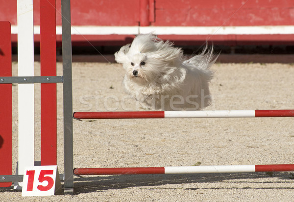 maltese dog  in agility Stock photo © cynoclub