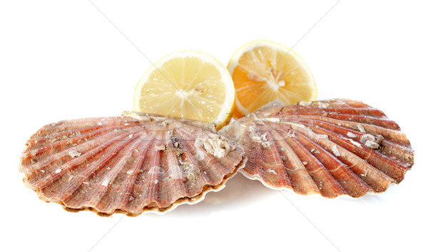 great scallop Stock photo © cynoclub