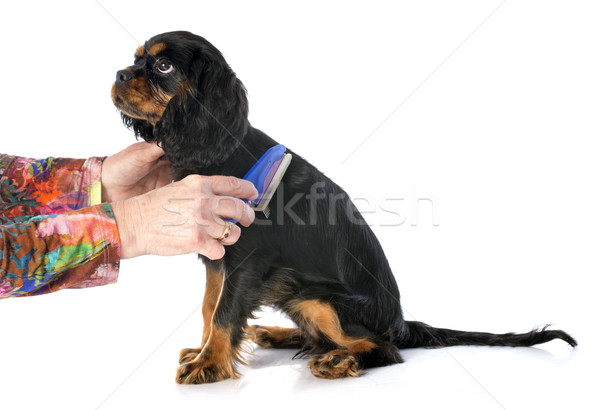 brushing puppy cavalier king charles Stock photo © cynoclub