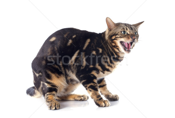 meowing bengal cat Stock photo © cynoclub