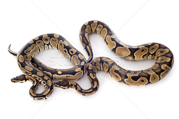 Pitón grupo serpiente mascota tres aislado Foto stock © cynoclub