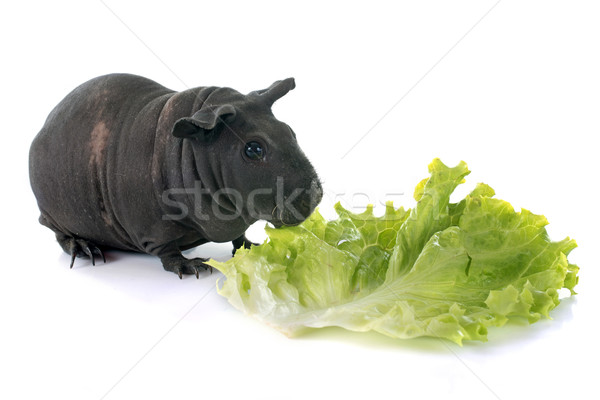 Hairless Guinea Pig Stock photo © cynoclub