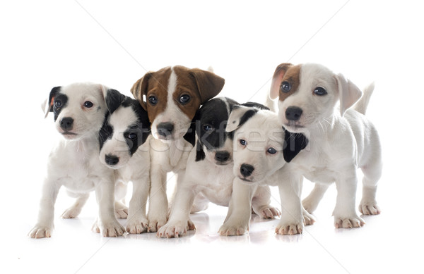 puppies jack russel terrier Stock photo © cynoclub