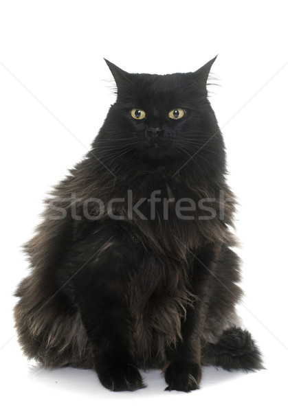 Foto stock: Grande · gato · preto · branco · gato · preto · gordura