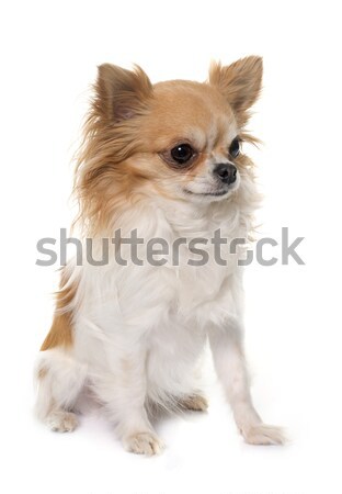Long Hair Chihuahua Stock Photo C Emmanuelle Bonzami Cynoclub
