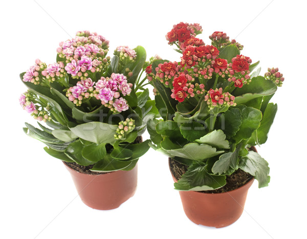 Kalanchoe in studio Stock photo © cynoclub