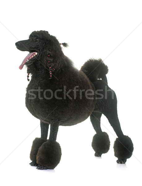 standard black poodle Stock photo © cynoclub