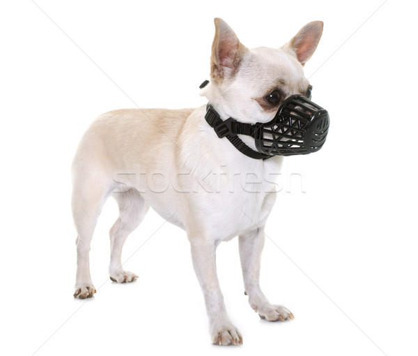Maulkorb weiß Hund Studio Welpen Schutz Stock foto © cynoclub