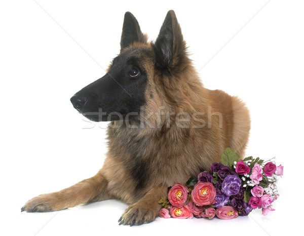 belgian shepherd tervuren Stock photo © cynoclub