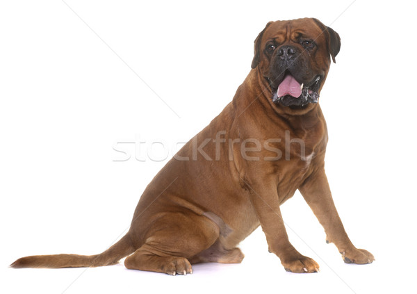dogue de Bordeaux Stock photo © cynoclub