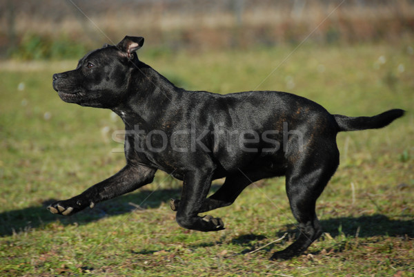 Courir Bull terrier jeunes Homme Photo stock © cynoclub