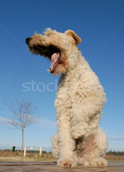 Fox terrier seduta tavola Foto d'archivio © cynoclub