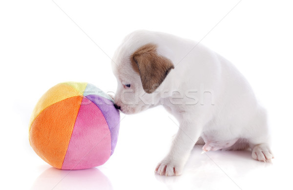 puppy jack russel terrier Stock photo © cynoclub