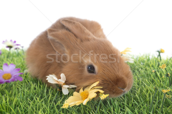 young rabbit Stock photo © cynoclub