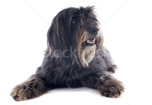 Stock foto: Schäferhund · Porträt · weiß · Hund · Studio · Haustier