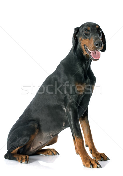 Doberman köpek siyah hayvan yalıtılmış beyaz arka plan Stok fotoğraf © cynoclub