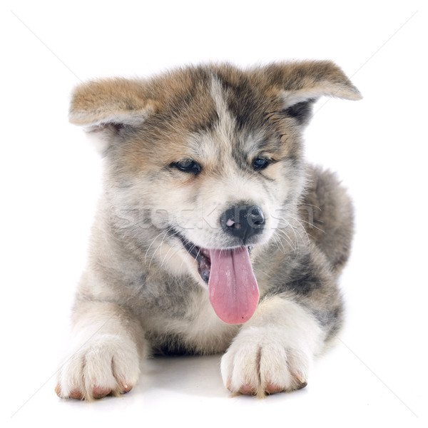puppy akita inu Stock photo © cynoclub