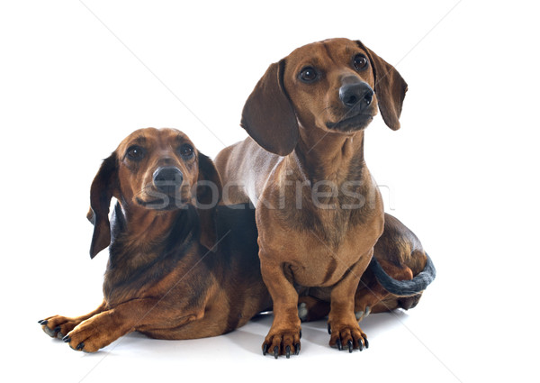 dachshund dogs Stock photo © cynoclub