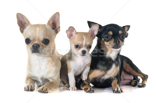 puppy and adult chihuahua Stock photo © cynoclub