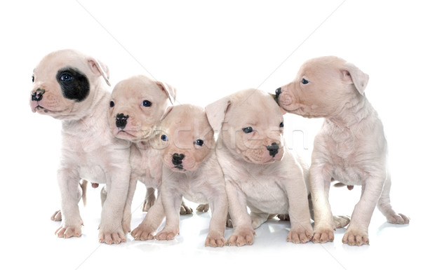 Cuccioli american bulldog bianco cane animale studio Foto d'archivio © cynoclub