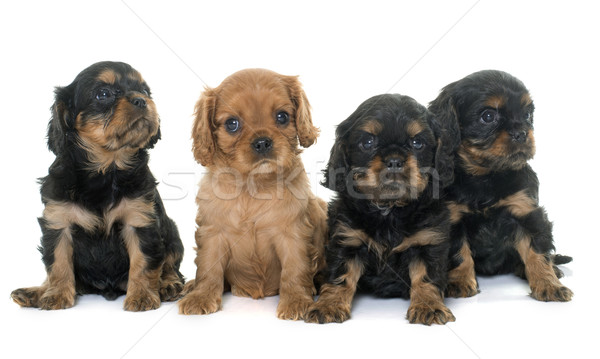 puppies cavalier king charles Stock photo © cynoclub