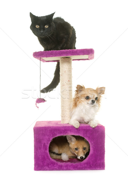 [[stock_photo]]: Fox · chien · chat · post · blanche · amis