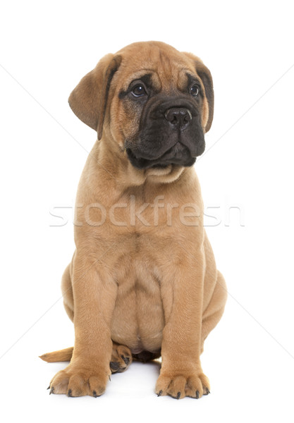 Cachorro toro mastín blanco jóvenes animales Foto stock © cynoclub