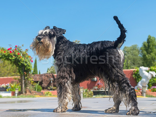 Stock foto: Miniatur · Schnauzer · Sommer · reinrassig · stehen · Schwimmbad