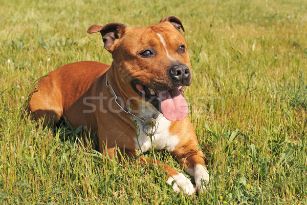 staffordshire bull terrier Stock photo © cynoclub