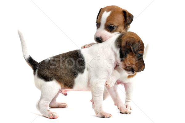 puppies jack russel terrier Stock photo © cynoclub