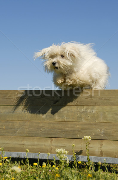 Foto stock: Saltando · cão · retrato · esportes