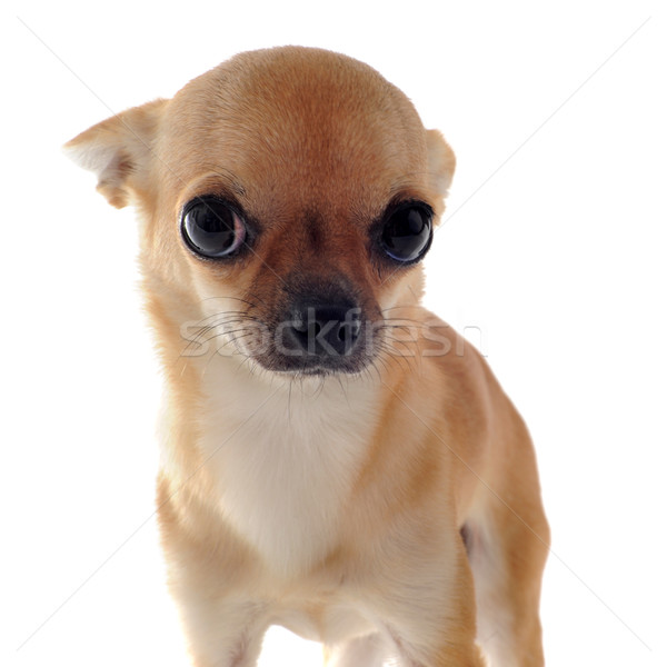 puppy chihuahua Stock photo © cynoclub