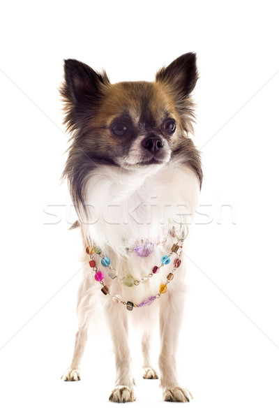 Stock photo: chihuahua with pearl collar