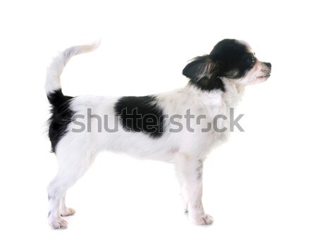 ストックフォト: 子犬 · ボーダーコリー · 肖像 · 白 · 動物 · 美しい