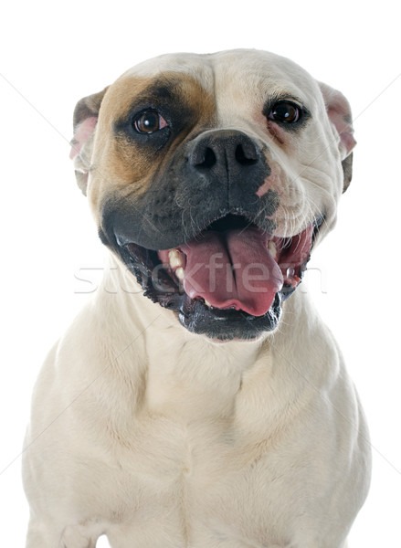 Amerikai bulldog fehér portré állat bulldog fehér háttér Stock fotó © cynoclub