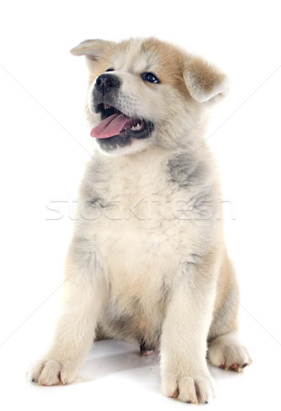 puppy akita inu Stock photo © cynoclub