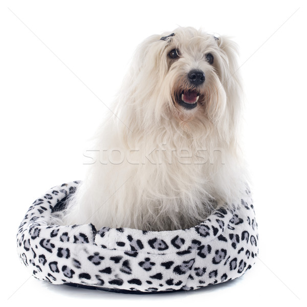 coton de tulear Stock photo © cynoclub