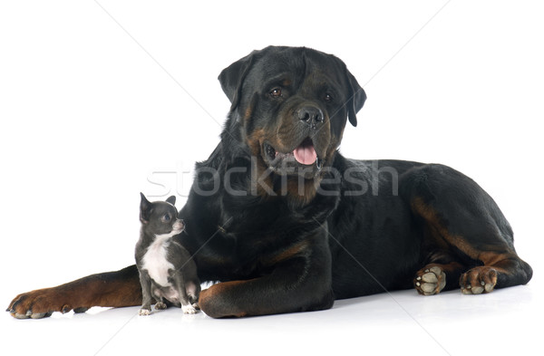 Foto d'archivio: Cucciolo · rottweiler · bianco · cane · amici · studio