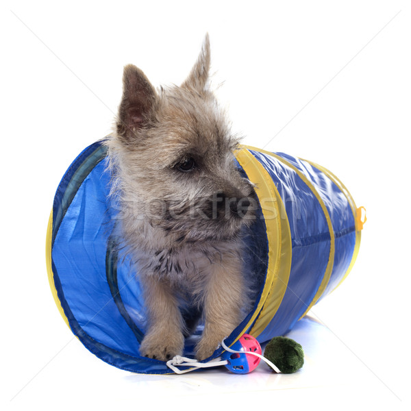 puppy cairn terrier Stock photo © cynoclub