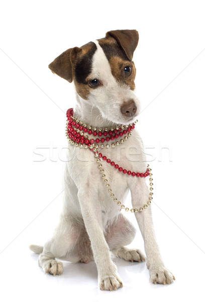 jack russel terrier Stock photo © cynoclub