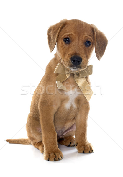 puppy labrador retriever Stock photo © cynoclub