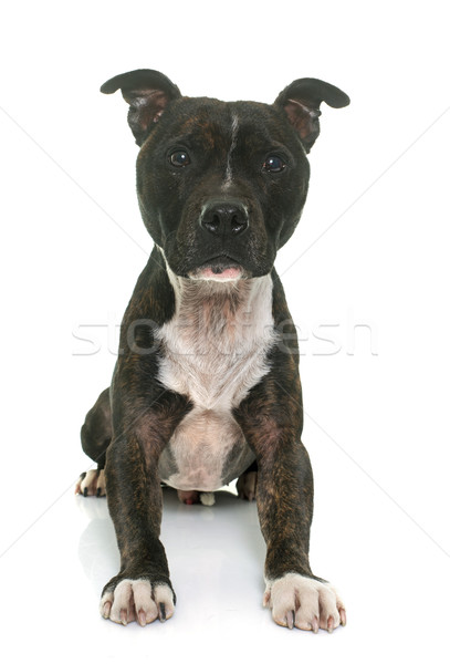 staffordshire bull terrier Stock photo © cynoclub