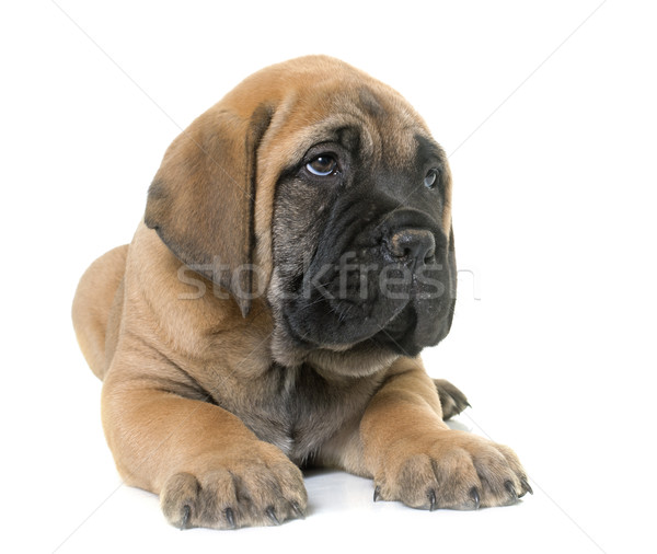 Cachorro touro mastim branco jovem animal Foto stock © cynoclub