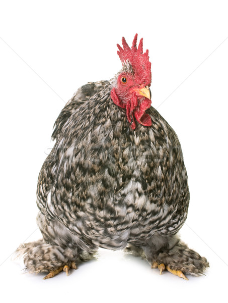 增加至灯箱 商业照片 #7982715pekin rooster in studio 由