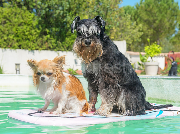 Due cani piscina estate cane sole Foto d'archivio © cynoclub