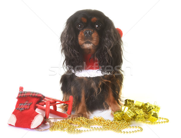 cavalier king charles Stock photo © cynoclub